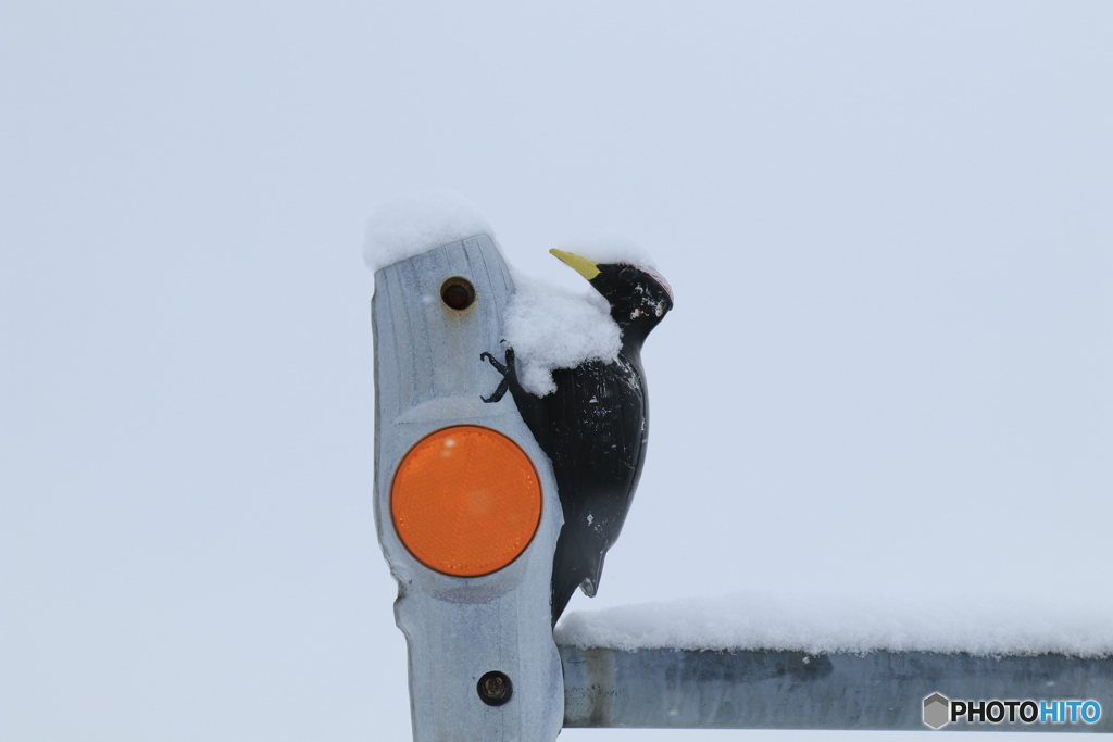 クマゲラ反射番
