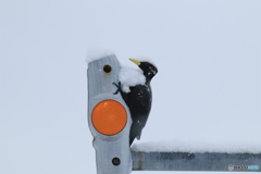 クマゲラ反射番