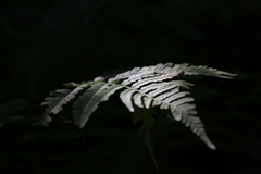 光