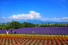 ファーム富田