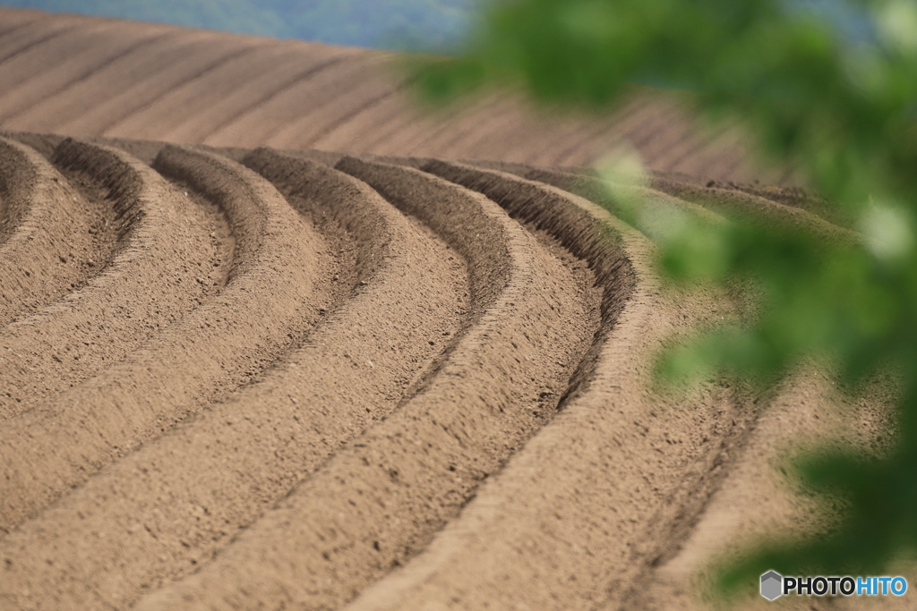 初夏美瑛到来❗