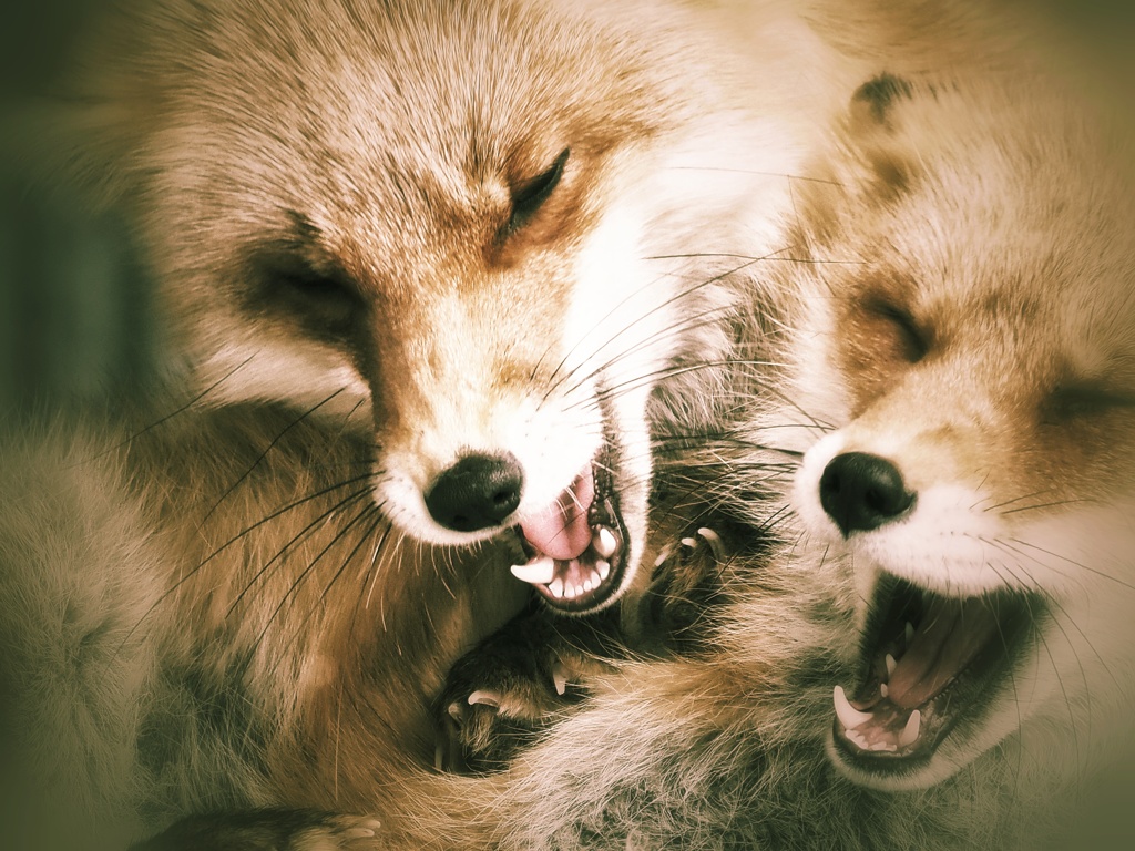 キタツクネ