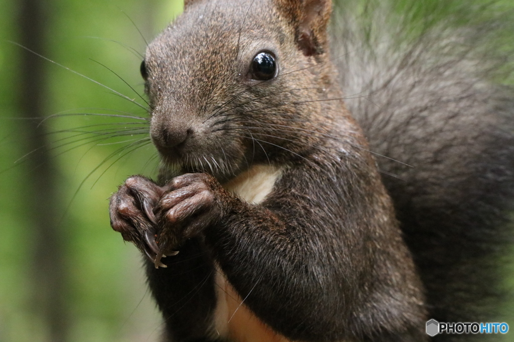 エゾリスの楽園