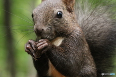 エゾリスの楽園