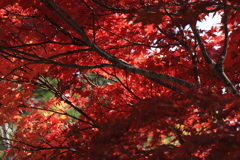 近場で十分！(笑)