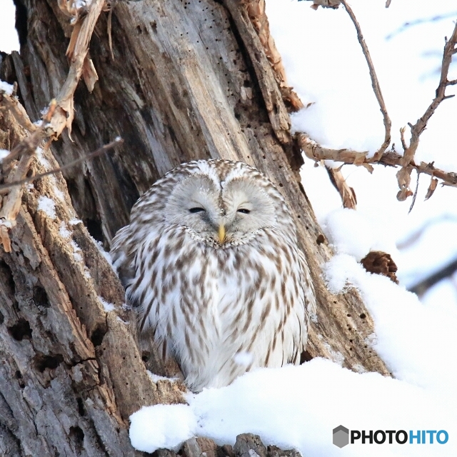 この森のぬしかな～