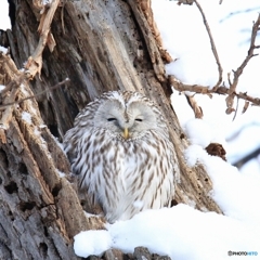 この森のぬしかな～