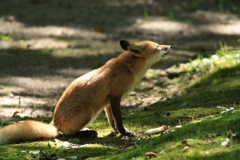 キツネさんにも