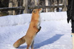 お前本当に狐か？(笑)