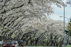 厚田 戸田記念公園