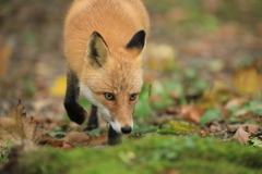 大人っぽくなってきた。