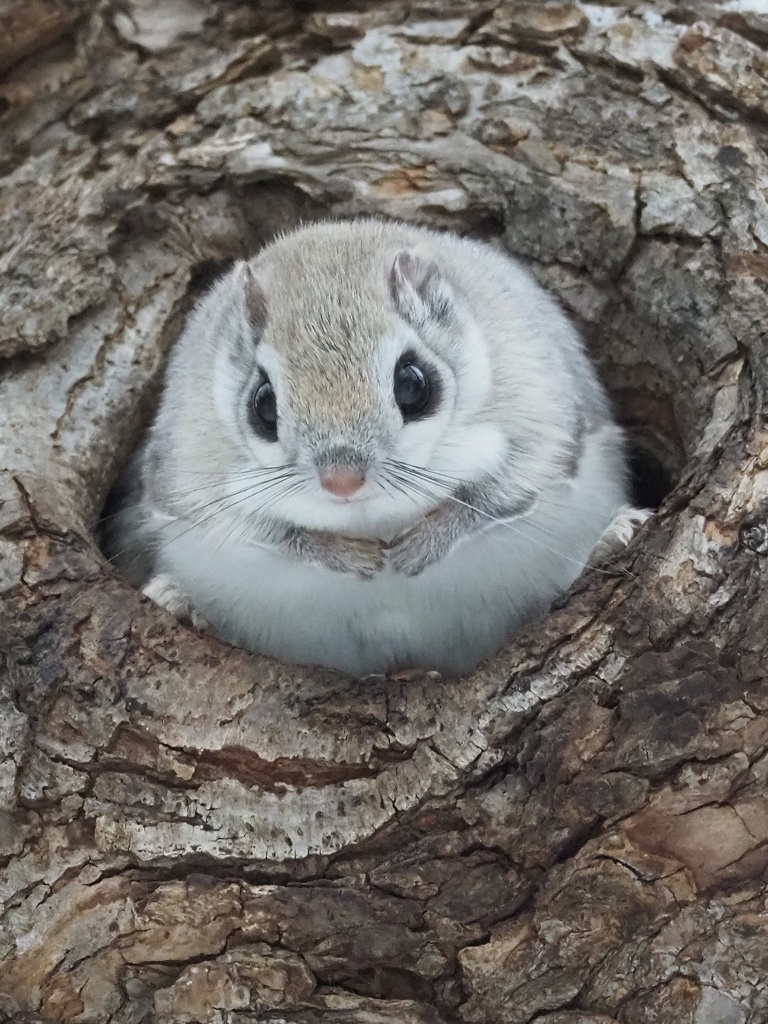 エゾモモンガ