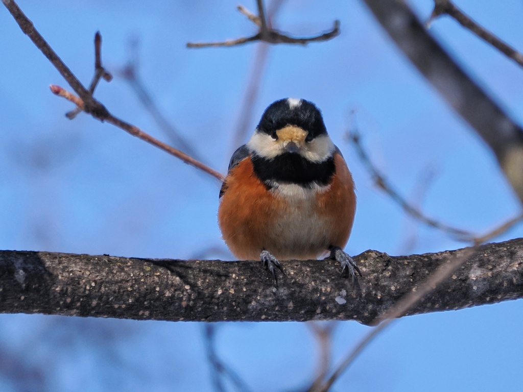 怖ｯ ヤマちゃん