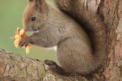 食べずらいな～