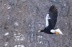 一度見て見たかった！