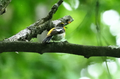 常に鳴いてるので発見しやすい。