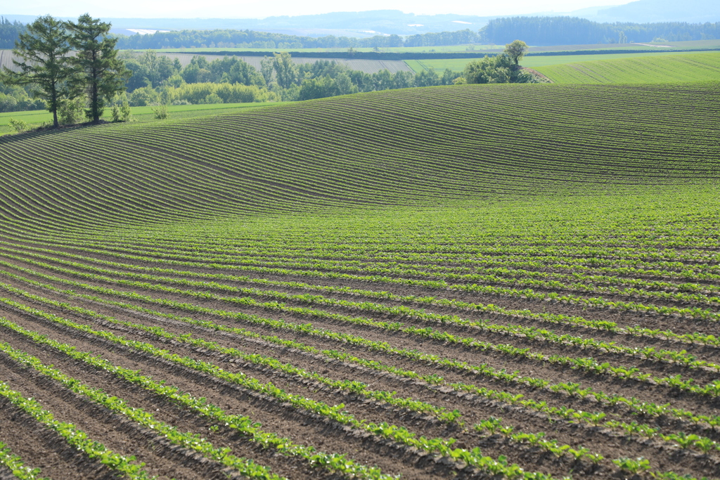 新緑の時期になって来ました。