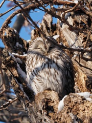 フクちゃん 今日も平和です。