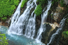 久しぶりの白ひげ