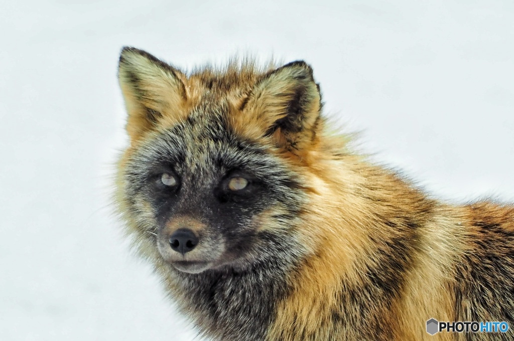 黒んぼツネさん