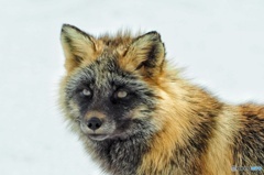 黒んぼツネさん