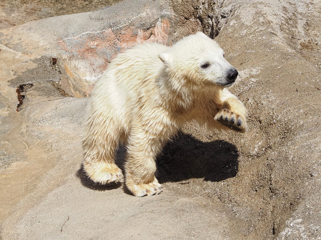 アイ～ン シロちゃん