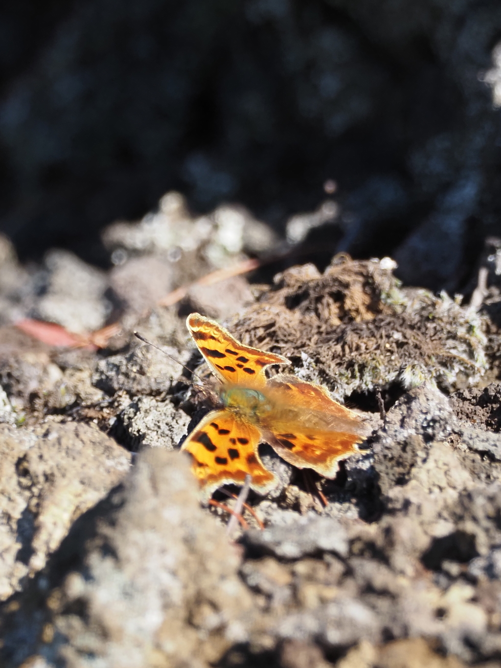 蝶みたいです。