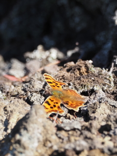 蝶みたいです。