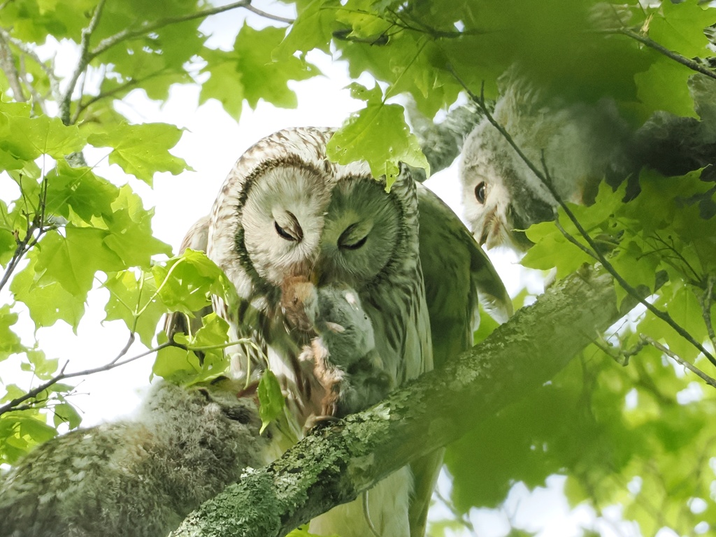 エゾフクロウ親子