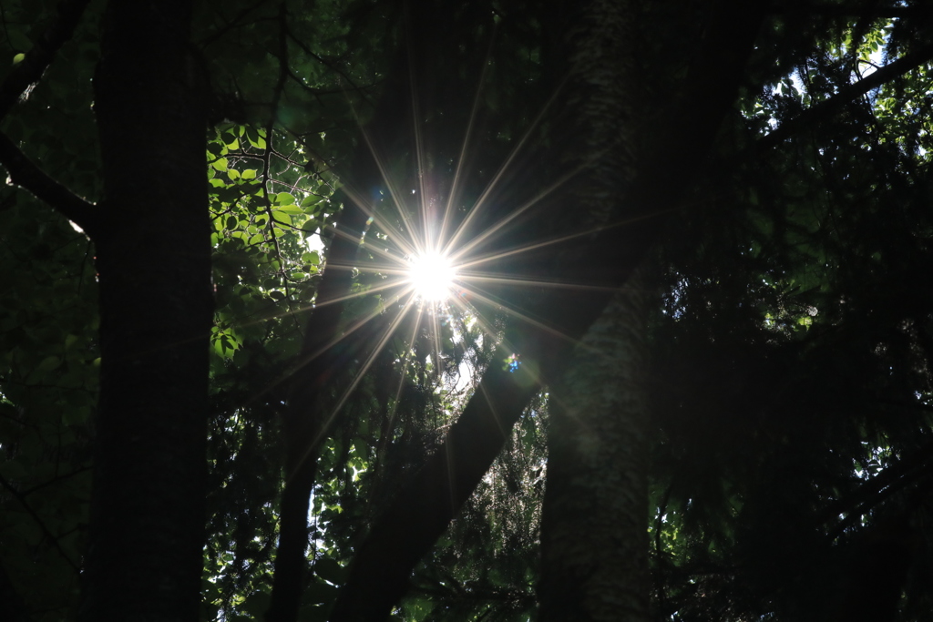 夏の太陽いいね。