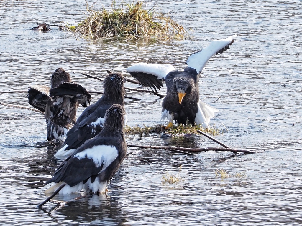 ワシの世界でも上下関係あるのでしょう
