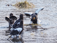ワシの世界でも上下関係あるのでしょう