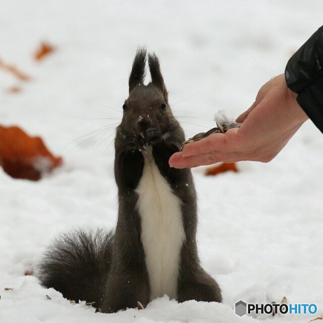 リス怒ってます！(笑)