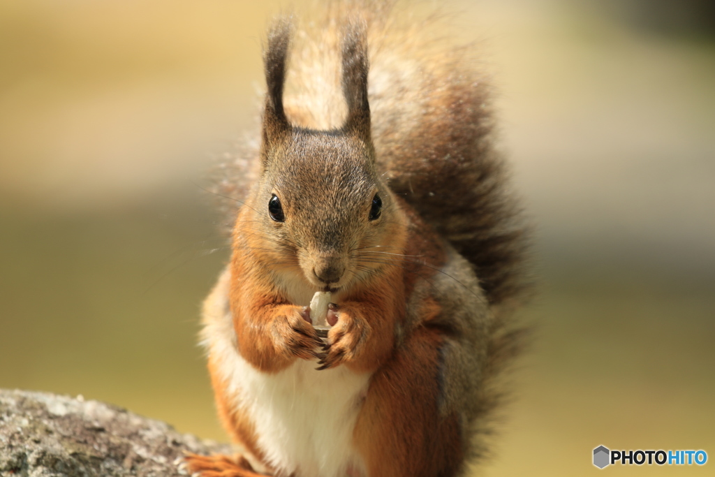 ニューフェイス