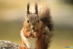 ニューフェイス