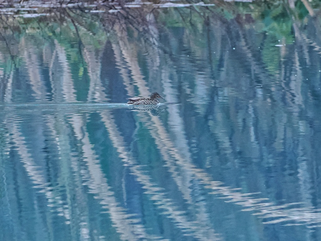 青い池