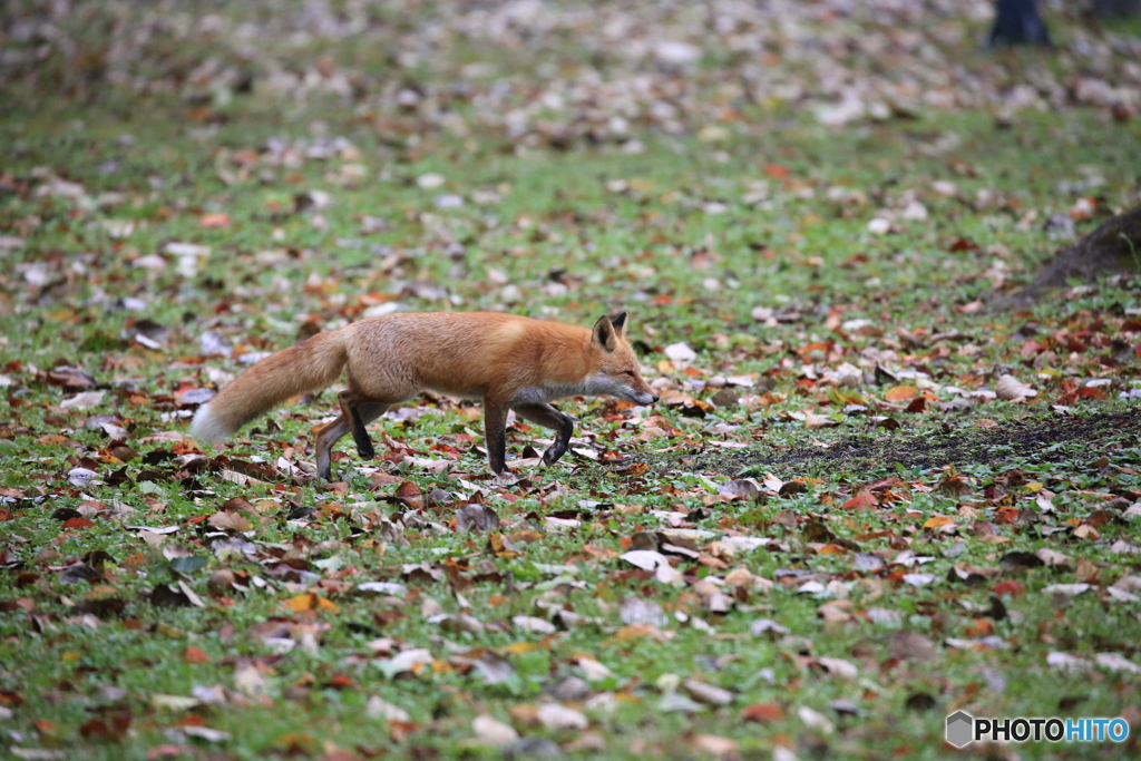 キツネは いつも狙っています！最近も子リス二匹やられたようです。