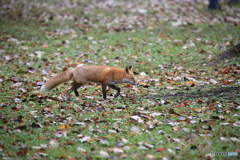 キツネは いつも狙っています！最近も子リス二匹やられたようです。