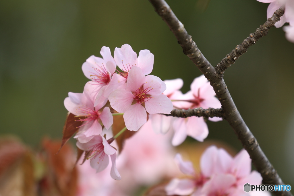 まだまだ さくら