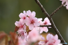 まだまだ さくら