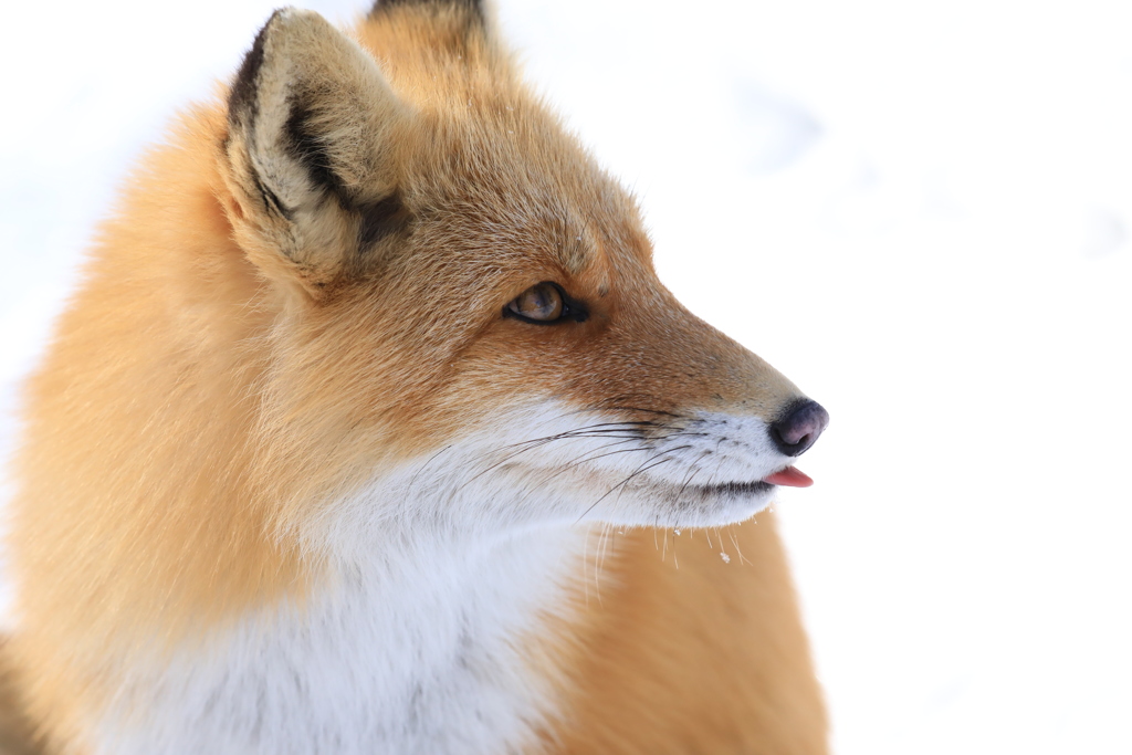 可愛い奴だ！こんな狐 他に居るだろうか？