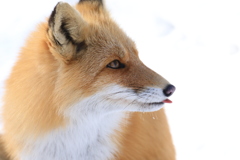 可愛い奴だ！こんな狐 他に居るだろうか？