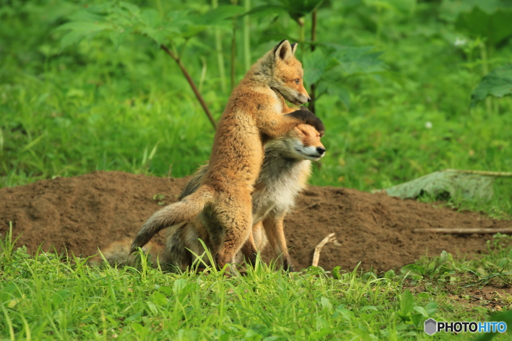 母にジャレル子キツネ！