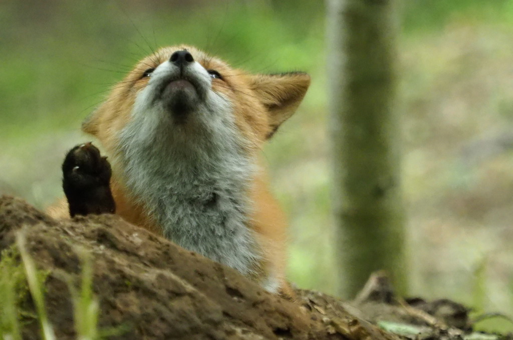 母親は 一日一回しか来ないそうです。
