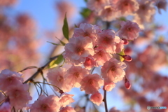 光り桜