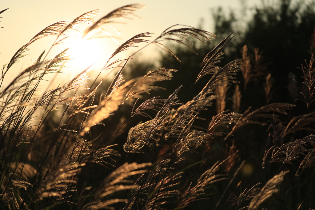 夏は 駆け足で過ぎて行った。