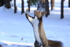 元気なリス (笑)