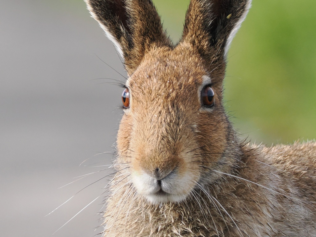 待ち伏せショット