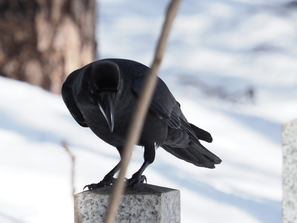 カラスもカッケーじゃん