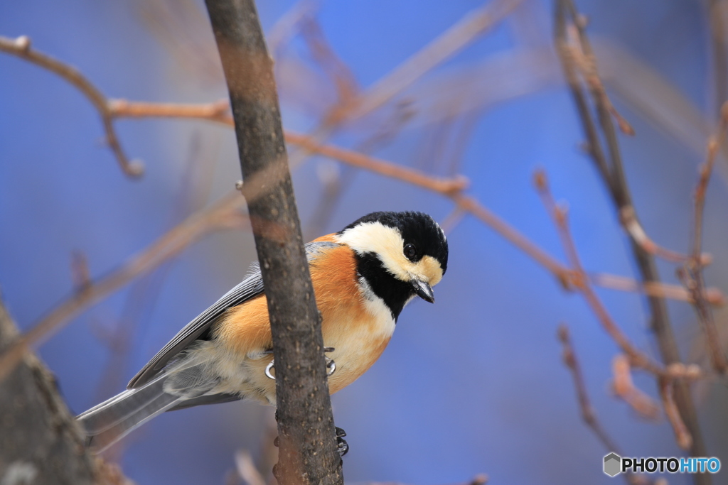 今日のキョロちゃん